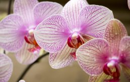 Orhideja u ljubavnoj magiji